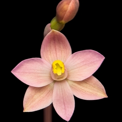 Thelymitra carnea (Tiny Sun Orchid) at Bruce, ACT - 14 Oct 2025 by Debbie05