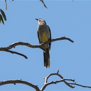Anthochaera carunculata at Hawker, ACT - Today by AlisonMilton