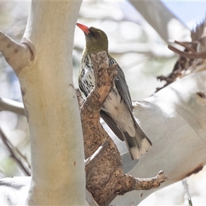 Oriolus sagittatus at Hawker, ACT - Today by AlisonMilton