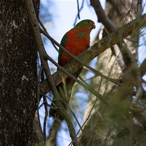 Alisterus scapularis at Hawker, ACT - Today by AlisonMilton