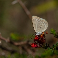 Unverified Butterfly (Lepidoptera, Rhopalocera) at Yarralumla, ACT - 30 Sep 2025 by LeahColebrook