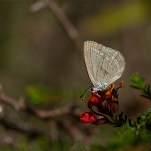 Unverified Butterfly (Lepidoptera, Rhopalocera) at Yarralumla, ACT - 30 Sep 2025 by LeahColebrook