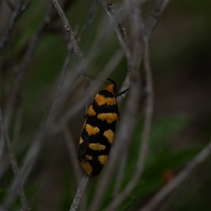 Unverified Moth (Lepidoptera) at Carwoola, NSW - 12 Oct 2025 by LeahColebrook