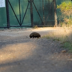 Tachyglossus aculeatus (Short-beaked Echidna) at Deakin, ACT - Yesterday by Ct1000