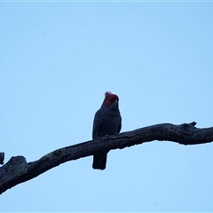 Callocephalon fimbriatum (Gang-gang Cockatoo) at Deakin, ACT - 14 Oct 2025 by Ct1000