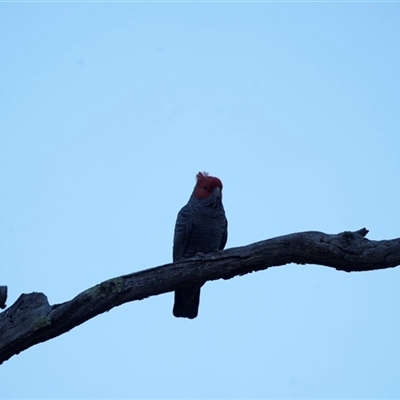 Callocephalon fimbriatum (Gang-gang Cockatoo) at Deakin, ACT - 14 Oct 2025 by Ct1000