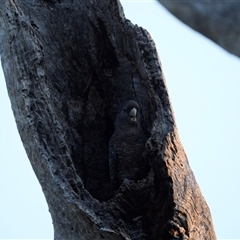 Callocephalon fimbriatum (Gang-gang Cockatoo) at Deakin, ACT - 14 Oct 2025 by Ct1000