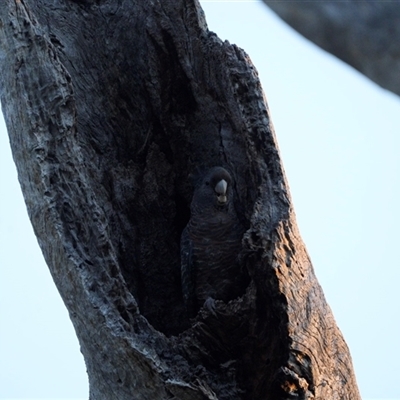 Callocephalon fimbriatum (Gang-gang Cockatoo) at Deakin, ACT - 14 Oct 2025 by Ct1000