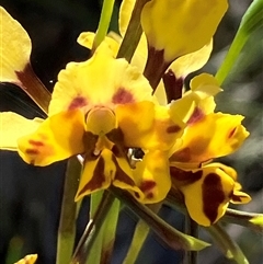 Diuris pardina (Leopard Doubletail) at Fentons Creek, VIC - 14 Oct 2025 by KL