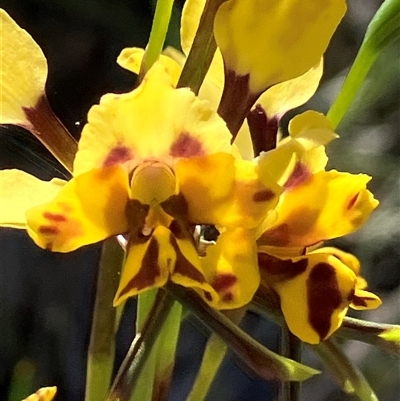 Diuris pardina (Leopard Doubletail) at Fentons Creek, VIC - 14 Oct 2025 by KL