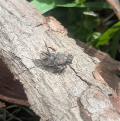 Fulgoroidea (superfamily) (Unidentified fulgoroid planthopper) at Halls Gap, VIC - 12 Oct 2025 by Mitch7325