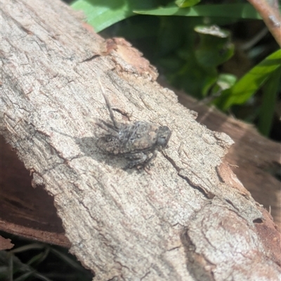 Fulgoroidea (superfamily) (Unidentified fulgoroid planthopper) at Halls Gap, VIC - 12 Oct 2025 by Mitch7325
