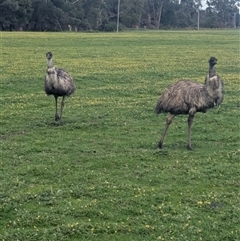 Dromaius novaehollandiae (Emu) at Halls Gap, VIC - 12 Oct 2025 by Mitch7325