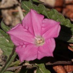Convolvulus angustissimus subsp. angustissimus (Australian Bindweed) at Windellama, NSW - 14 Oct 2025 by RobG1