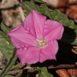 Convolvulus angustissimus subsp. angustissimus by RobG1
