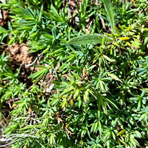 Styphelia humifusum (Cranberry Heath) at Watson, ACT - Yesterday by abread111