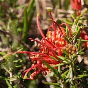 Grevillea juniperina subsp. amphitricha by RobG1