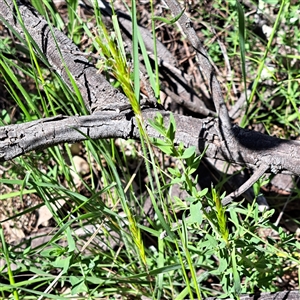 Anthoxanthum odoratum (Sweet Vernal Grass) at Watson, ACT - Yesterday by abread111