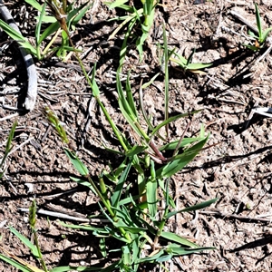 Anthoxanthum odoratum (Sweet Vernal Grass) at Watson, ACT - Yesterday by abread111