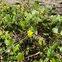 Goodenia ovata (Hop Goodenia) at Malua Bay, NSW - 14 Oct 2025 by jks