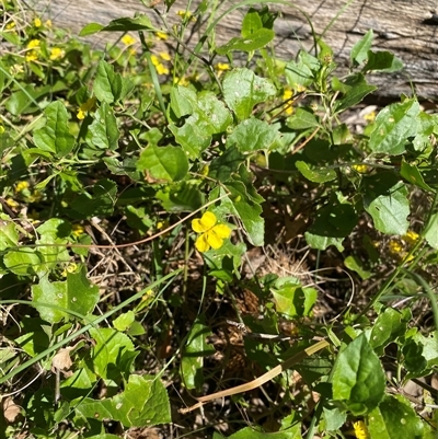 Goodenia ovata (Hop Goodenia) at Malua Bay, NSW - 14 Oct 2025 by jks