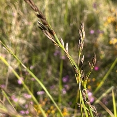Eurychorda complanata (Flat Cord-rush) at Bundanoon, NSW - 11 Oct 2025 by JaneR