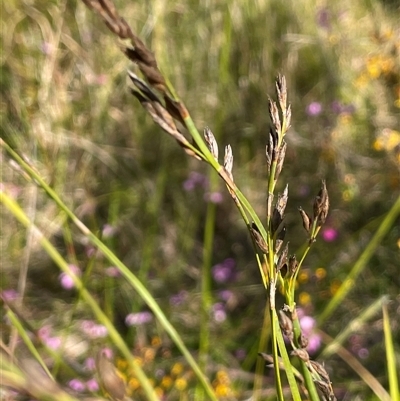 Eurychorda complanata (Flat Cord-rush) at Bundanoon, NSW - 11 Oct 2025 by JaneR