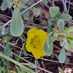 Hibbertia obtusifolia (Grey Guinea-flower) at Watson, ACT - 13 Oct 2025 by abread111
