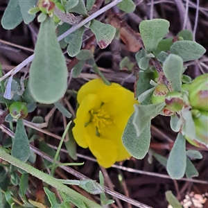 Hibbertia obtusifolia at Watson, ACT - Yesterday by abread111