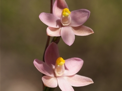 Thelymitra carnea (Tiny Sun Orchid) at Windellama, NSW - 14 Oct 2025 by RobG1