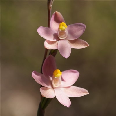 Thelymitra carnea (Tiny Sun Orchid) at Windellama, NSW - 14 Oct 2025 by RobG1