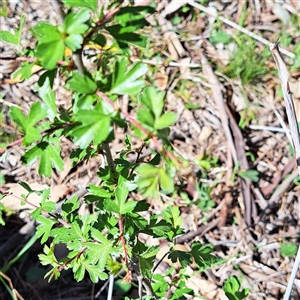 Crataegus monogyna (Hawthorn) at Watson, ACT - Yesterday by abread111