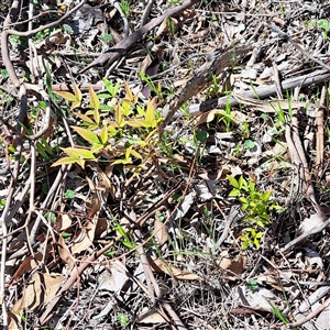 Nandina domestica (Sacred Bamboo) at Watson, ACT - Yesterday by abread111