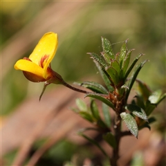 Pultenaea pedunculata (Matted Bush-pea) by RobG1