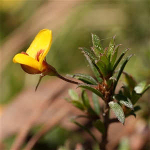 Pultenaea pedunculata by RobG1