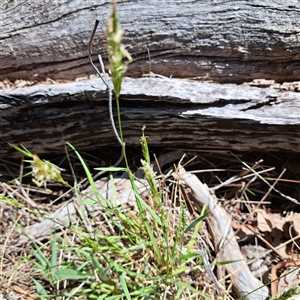 Anthoxanthum odoratum (Sweet Vernal Grass) at Watson, ACT - Yesterday by abread111