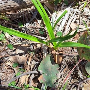 Unverified Lily or Iris at Watson, ACT - Yesterday by abread111