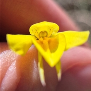 Diuris chryseopsis at Lake George, NSW - 10 Oct 2025 by clarehoneydove