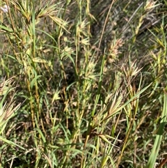 Themeda triandra (Kangaroo Grass) at Malua Bay, NSW - 14 Oct 2025 by jks