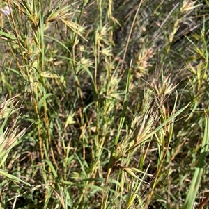 Themeda triandra (Kangaroo Grass) at Malua Bay, NSW - Yesterday by jks