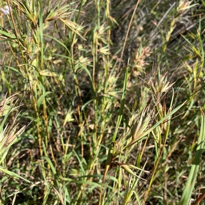 Themeda triandra (Kangaroo Grass) at Malua Bay, NSW - 14 Oct 2025 by jks