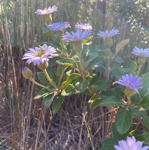 Olearia tomentosa (Toothed Daisy Bush) at Malua Bay, NSW - Yesterday by jks