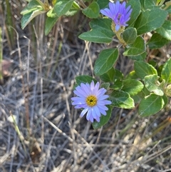 Olearia tomentosa at Malua Bay, NSW - 14 Oct 2025 09:57 AM