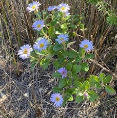 Olearia tomentosa at Malua Bay, NSW - 14 Oct 2025 09:57 AM