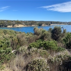 Olearia tomentosa at Malua Bay, NSW - 14 Oct 2025 09:57 AM