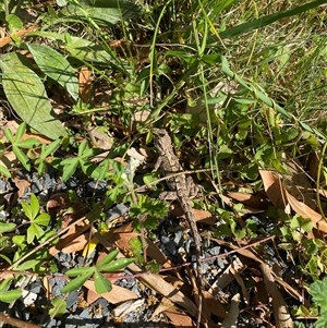 Amphibolurus muricatus at Malua Bay, NSW - 14 Oct 2025 09:46 AM