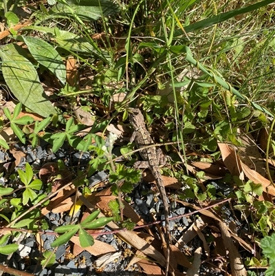 Amphibolurus muricatus (Jacky Lizard) at Malua Bay, NSW - 14 Oct 2025 by jks