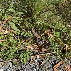Amphibolurus muricatus at Malua Bay, NSW - 14 Oct 2025 09:46 AM
