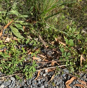 Amphibolurus muricatus at Malua Bay, NSW - 14 Oct 2025 09:46 AM