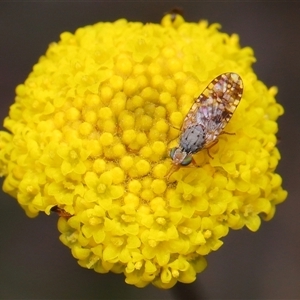 Tephritidae sp. (family) at Throsby, ACT - 12 Oct 2025 by TimL